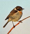 Canary Island Stonechat © John Muddeman